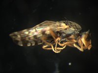 藏品(長鞘寬頭果實蠅)的圖片